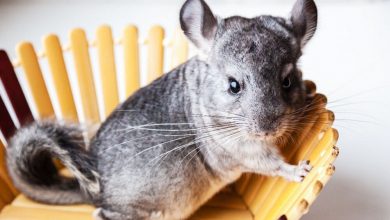 the-silent-surge:-understanding-the-wholesale-chinchillas-trade