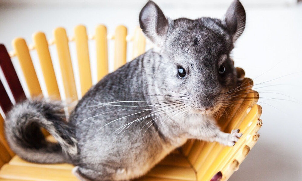 the-silent-surge:-understanding-the-wholesale-chinchillas-trade