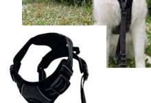pawsafe-harness-reviews:-must-read-before-buying?