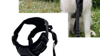 pawsafe-harness-reviews:-must-read-before-buying?