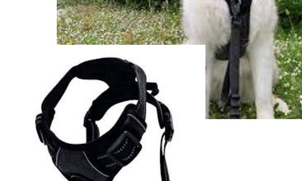 pawsafe-harness-reviews:-must-read-before-buying?